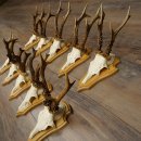 Deer Antlers: 10 Roebucks on Trophy Plaques—Deer,...