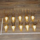 Deer Antlers: 10 Roebucks on Trophy Plaques—Deer,...
