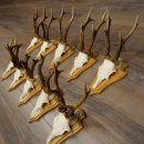 Bois de chevreuil, lot de 10 mâles, montés sur socles pour trophées : chevreuils, mâles, bois 22.1441