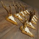 Bois de chevreuil, lot de 10 mâles, montés sur socles pour trophées : chevreuils, mâles, bois 22.1441