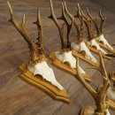 Bois de chevreuil, lot de 10 mâles, montés sur socles pour trophées : chevreuils, mâles, bois 22.1441