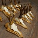 Bois de chevreuil, lot de 10 mâles, montés sur socles pour trophées : chevreuils, mâles, bois 22.1441