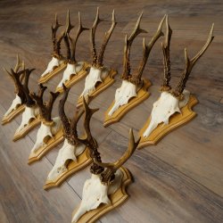 Bois de chevreuil, lot de 10 mâles, montés sur socles pour trophées : chevreuils, mâles, bois 22.1441