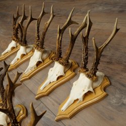 Bois de chevreuil, lot de 10 mâles, montés sur socles pour trophées : chevreuils, mâles, bois 22.1441