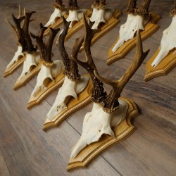 Bois de chevreuil, lot de 10 mâles, montés sur socles pour trophées : chevreuils, mâles, bois 22.1441