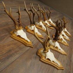 Bois de chevreuil, lot de 10 mâles, montés sur socles pour trophées : chevreuils, mâles, bois 22.1441