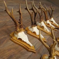 Bois de chevreuil, lot de 10 mâles, montés sur socles pour trophées : chevreuils, mâles, bois 22.1441