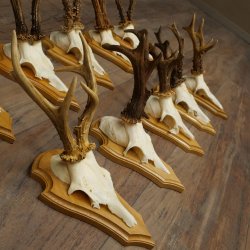 Bois de chevreuil, lot de 10 mâles, montés sur socles pour trophées : chevreuils, mâles, bois 22.1441