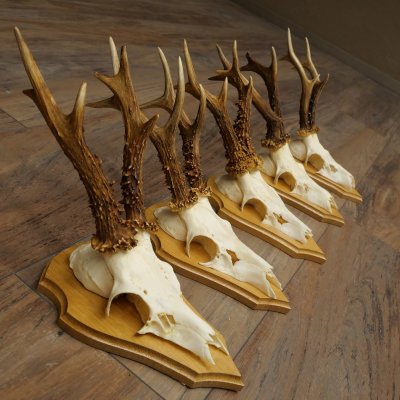 5 Roe Deer Antlers, Roe Deer Bucks on Trophy Boards, Roe Deer, Roe Deer Buck, Antlers 22.1442