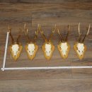 5 Roe Deer Antlers, Roe Deer Bucks on Trophy Boards, Roe...