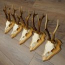5 Roe Deer Antlers, Roe Deer Bucks on Trophy Boards, Roe Deer, Roe Deer Buck, Antlers 22.1442