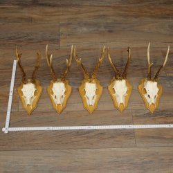 5 Roe Deer Antlers, Roe Deer Bucks on Trophy Boards, Roe Deer, Roe Deer Buck, Antlers 22.1442