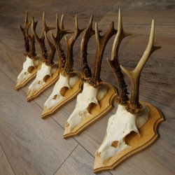 5 Roe Deer Antlers, Roe Deer Bucks on Trophy Boards, Roe Deer, Roe Deer Buck, Antlers 22.1442