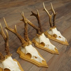5 Roe Deer Antlers, Roe Deer Bucks on Trophy Boards, Roe Deer, Roe Deer Buck, Antlers 22.1442