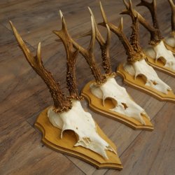 5 Roe Deer Antlers, Roe Deer Bucks on Trophy Boards, Roe Deer, Roe Deer Buck, Antlers 22.1442