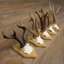5 Roe Deer Antlers, Roe Deer Bucks on Trophy Plaques, Roe...