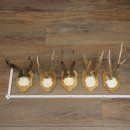 5 Roe Deer Antlers, Roe Deer Bucks on Trophy Plaques, Roe...