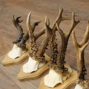 5 Roe Deer Antlers, Roe Deer Bucks on Trophy Plaques, Roe Deer, Roe Deer Buck, Antlers 22.1443