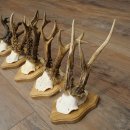 5 Roe Deer Antlers, Roe Deer Bucks on Trophy Plaques, Roe Deer, Roe Deer Buck, Antlers 22.1443