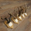 5 Roe Deer Antlers, Roe Deer Bucks on Trophy Plaques, Roe Deer, Roe Deer Buck, Antlers 22.1443