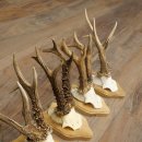 5 Roe Deer Antlers, Roe Deer Bucks on Trophy Plaques, Roe Deer, Roe Deer Buck, Antlers 22.1443