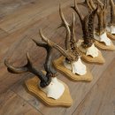 5 Roe Deer Antlers, Roe Deer Bucks on Trophy Plaques, Roe Deer, Roe Deer Buck, Antlers 22.1443