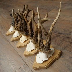 5 Roe Deer Antlers, Roe Deer Bucks on Trophy Plaques, Roe Deer, Roe Deer Buck, Antlers 22.1443