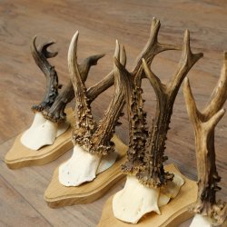 5 Roe Deer Antlers, Roe Deer Bucks on Trophy Plaques, Roe Deer, Roe Deer Buck, Antlers 22.1443