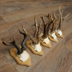 5 Roe Deer Antlers, Roe Deer Bucks on Trophy Plaques, Roe Deer, Roe Deer Buck, Antlers 22.1443