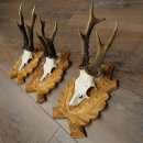 Deer Antlers: 3 Roebucks on Carved Trophy Plaques; Roe...