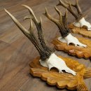 Deer Antlers: 3 Roebucks on Carved Trophy Plaques; Roe Deer; Roebuck; Antlers; 22.1444