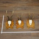 Deer Antlers: 3 Roebucks on Carved Trophy Plaques; Roe...