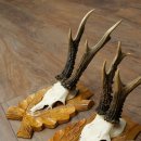 Deer Antlers: 3 Roebucks on Carved Trophy Plaques; Roe Deer; Roebuck; Antlers; 22.1444