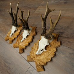 Deer Antlers: 3 Roebucks on Carved Trophy Plaques; Roe Deer; Roebuck; Antlers; 22.1444