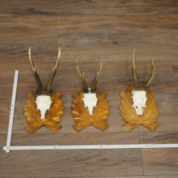Deer Antlers: 3 Roebucks on Carved Trophy Plaques; Roe Deer; Roebuck; Antlers; 22.1444