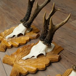 Deer Antlers: 3 Roebucks on Carved Trophy Plaques; Roe Deer; Roebuck; Antlers; 22.1444