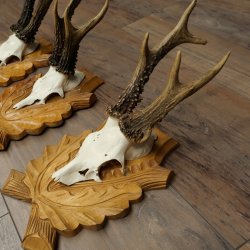 Deer Antlers: 3 Roebucks on Carved Trophy Plaques; Roe Deer; Roebuck; Antlers; 22.1444