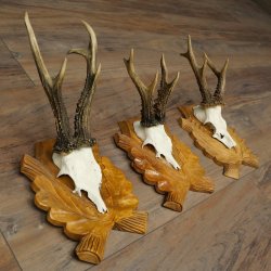 Deer Antlers: 3 Roebucks on Carved Trophy Plaques; Roe Deer; Roebuck; Antlers; 22.1444