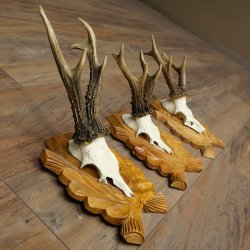 Deer Antlers: 3 Roebucks on Carved Trophy Plaques; Roe Deer; Roebuck; Antlers; 22.1444