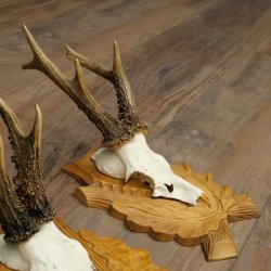 Deer Antlers: 3 Roebucks on Carved Trophy Plaques; Roe Deer; Roebuck; Antlers; 22.1444