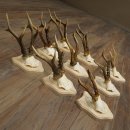 Roe Deer Antlers: 9 Roe Deer Bucks on New Trophy Plaques...