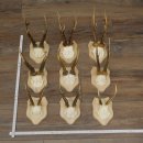 Roe Deer Antlers: 9 Roe Deer Bucks on New Trophy Plaques...