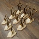 Bois de chevreuil : 9 mâles sur de nouveaux supports pour trophées – chevreuils, mâles, bois 22.1445