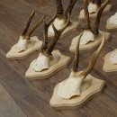 Bois de chevreuil : 9 mâles sur de nouveaux supports pour trophées – chevreuils, mâles, bois 22.1445