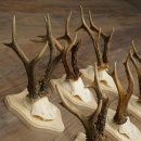 Bois de chevreuil : 9 mâles sur de nouveaux supports pour trophées – chevreuils, mâles, bois 22.1445