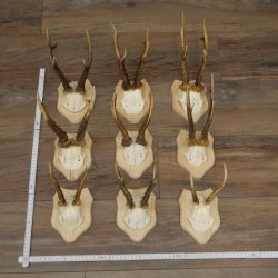 Bois de chevreuil : 9 mâles sur de nouveaux supports pour trophées – chevreuils, mâles, bois 22.1445