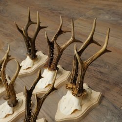 Bois de chevreuil : 9 mâles sur de nouveaux supports pour trophées – chevreuils, mâles, bois 22.1445