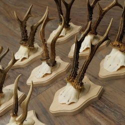 Bois de chevreuil : 9 mâles sur de nouveaux supports pour trophées – chevreuils, mâles, bois 22.1445