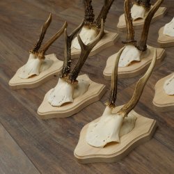 Bois de chevreuil : 9 mâles sur de nouveaux supports pour trophées – chevreuils, mâles, bois 22.1445
