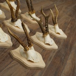 Bois de chevreuil : 9 mâles sur de nouveaux supports pour trophées – chevreuils, mâles, bois 22.1445
